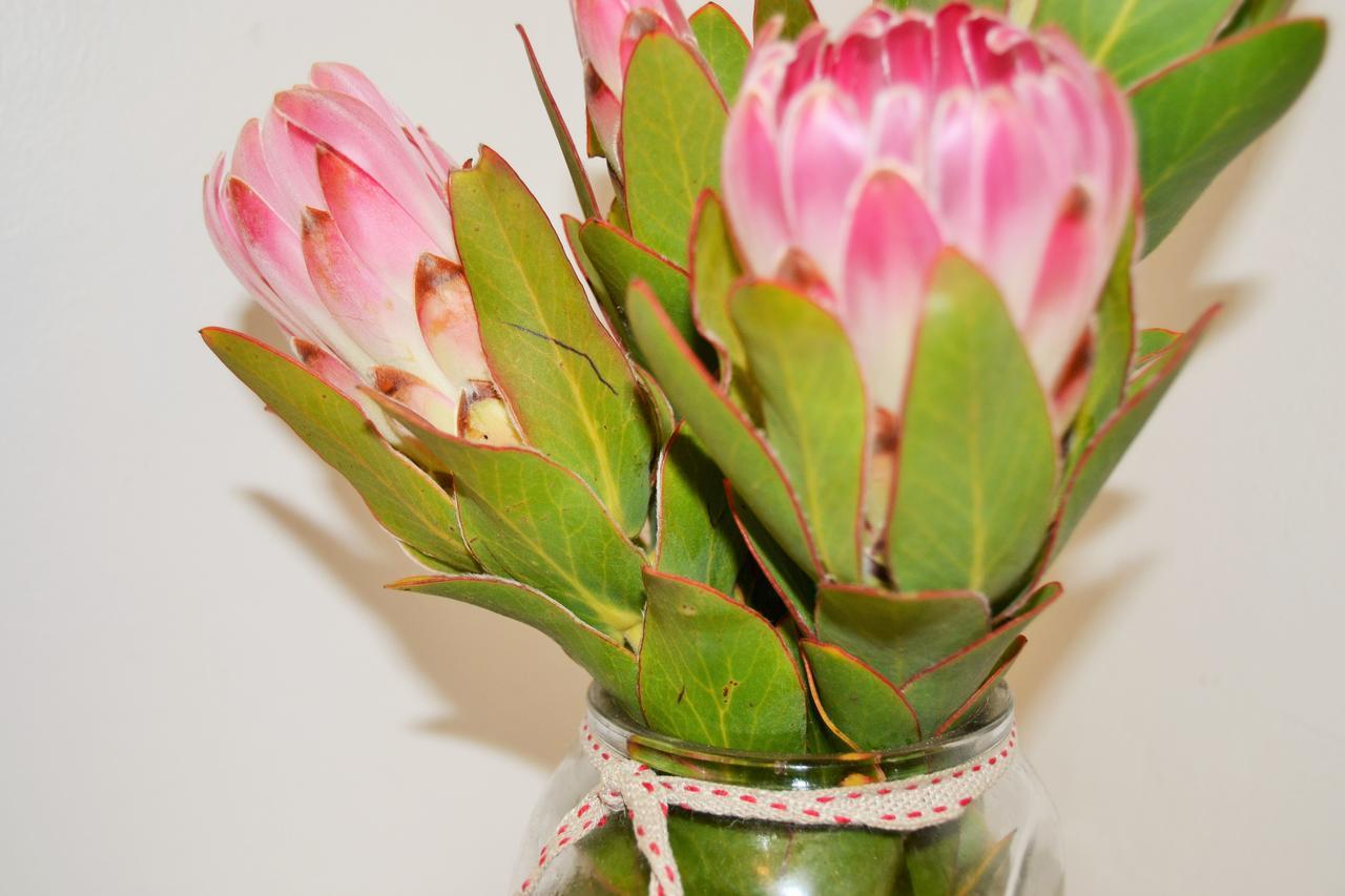 Agulhas Heights Self-Catering Cottages Exteriér fotografie
